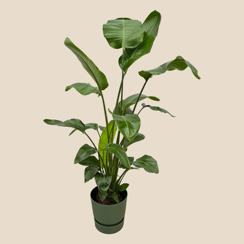 {{ product.title }} | Flora Cadeau