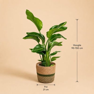 {{ product.title }} | Flora Cadeau