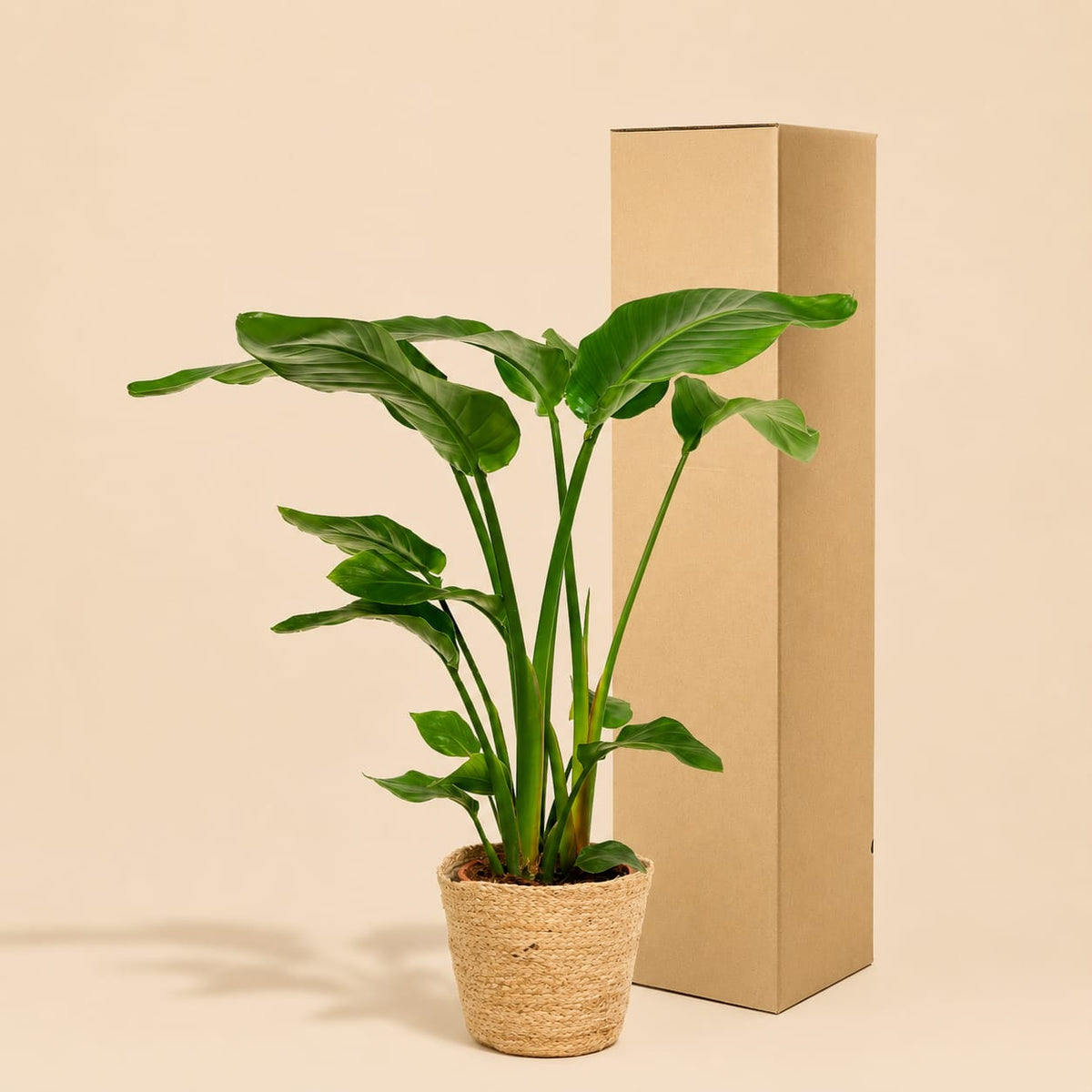 {{ product.title }} | Flora Cadeau