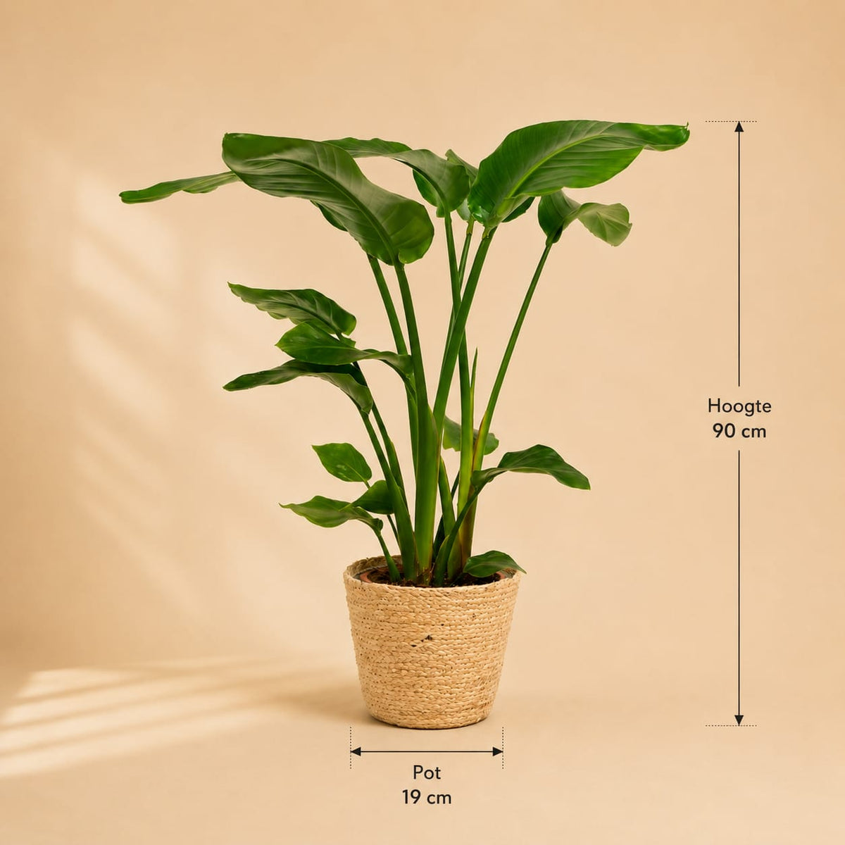 {{ product.title }} | Flora Cadeau