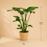 {{ product.title }} | Flora Cadeau