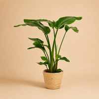 Verpakking — Strelitzia Nicolai met Mand Selin - 90cm - Ø19