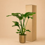 {{ product.title }} | Flora Cadeau