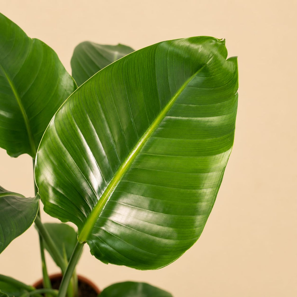 {{ product.title }} | Flora Cadeau