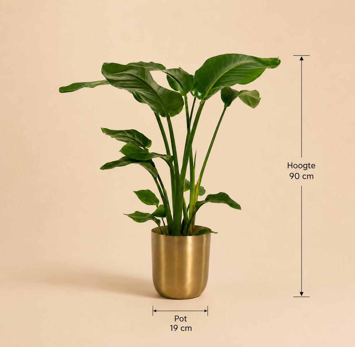 {{ product.title }} | Flora Cadeau