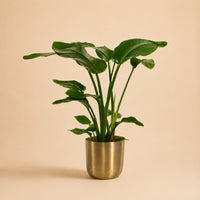 Verpakking — Strelitzia Nicolai met Pot Mayk Gold - 90cm - Ø19
