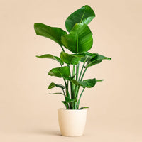 Verpakking — Strelitzia Nicolai met Potter pot wit - 80cm - Ø21