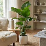 {{ product.title }} | Flora Cadeau