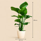 {{ product.title }} | Flora Cadeau