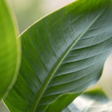 {{ product.title }} | Flora Cadeau