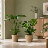 {{ product.title }} | Flora Cadeau