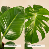 {{ product.title }} | Flora Cadeau