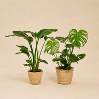 Verpakking — Strelitzia Nicolai & Monstera Deliciosa - Selin mand - ↕85cm & ↕75cm - Ø19 & Ø21