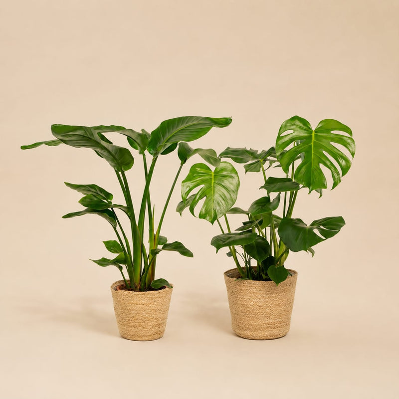 {{ product.title }} | Flora Cadeau