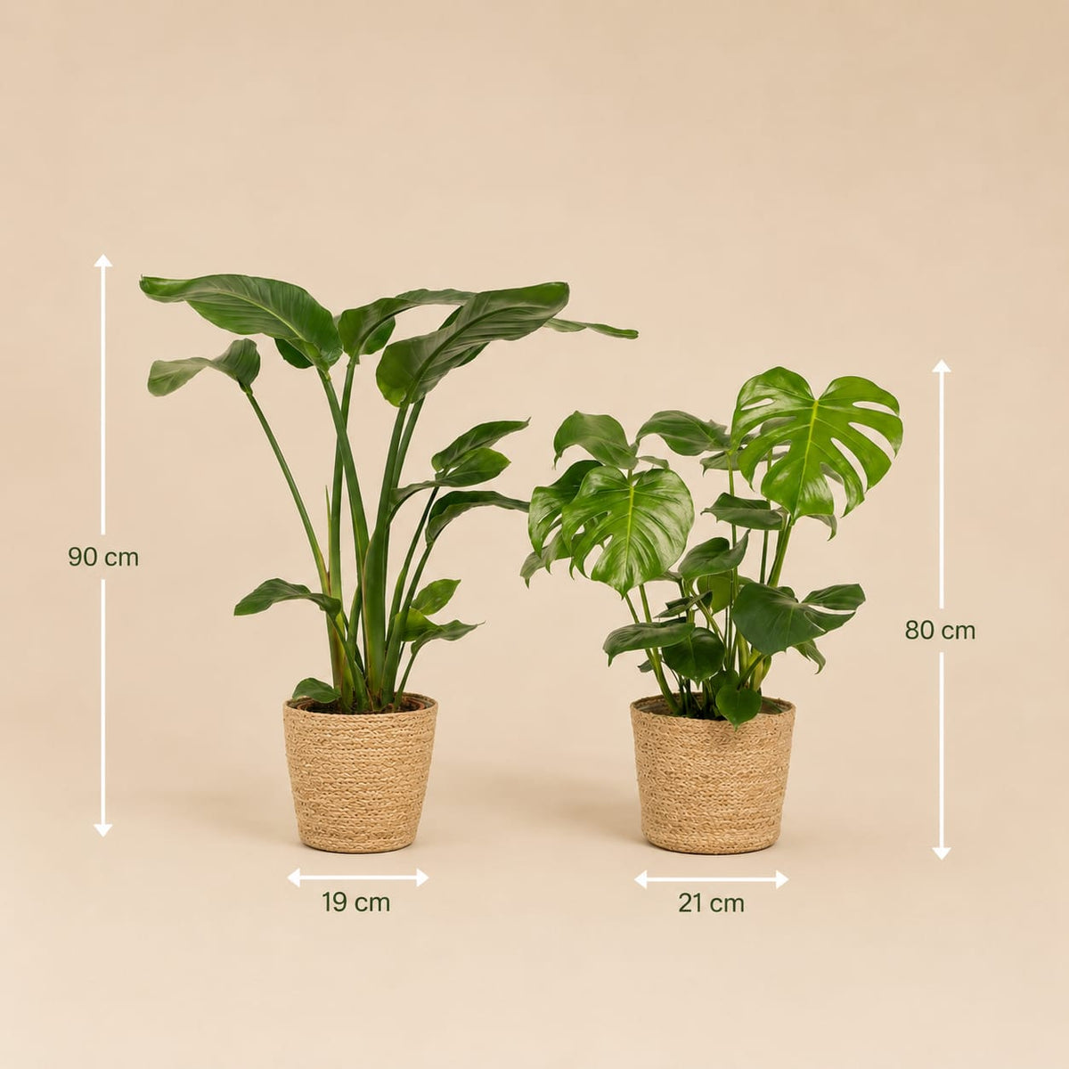 {{ product.title }} | Flora Cadeau