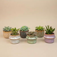 Verpakking — Succulenten Set van 6 in Keramische Barcelona Mini Potjes - 8-12 cm - Ø7