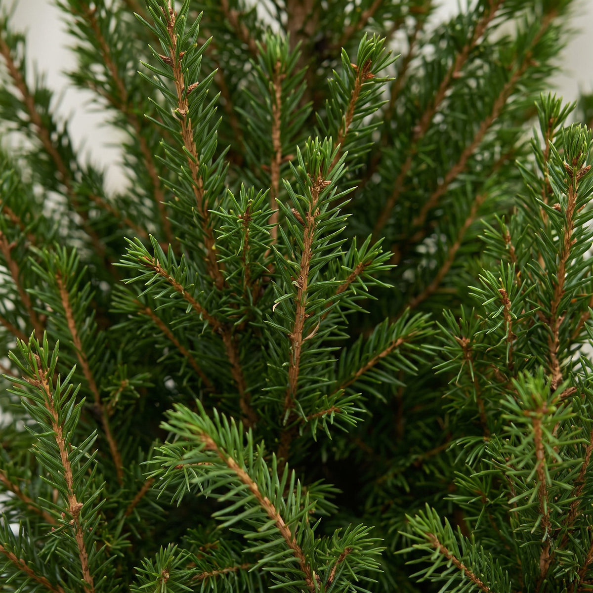 Close-up van de groene naalden en takken van de Picea glauca Conica.