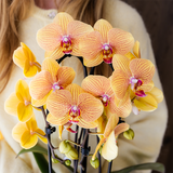 Kolibri Orchids | Niagara Falls orchidee Sunny Bunny met Poppy sierpot peach – Ø12 cm