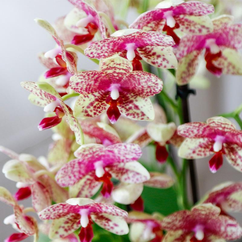 Kolibri Orchids | Oranje orchidee Grosetto met Poppy sierpot oranje– Ø9 cm