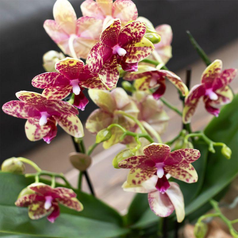 Kolibri Orchids | Oranje orchidee Grosetto met Poppy sierpot oranje– Ø9 cm