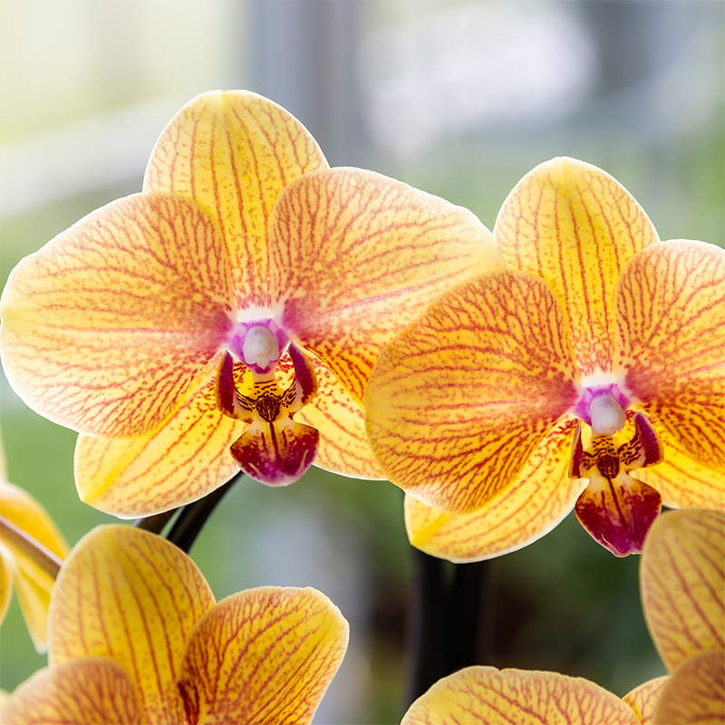 Kolibri Orchids | Niagara Falls orchidee Sunny Bunny met Poppy sierpot peach – Ø12 cm