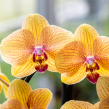 Kolibri Orchids | Niagara Falls orchidee Sunny Bunny met Poppy sierpot peach – Ø12 cm