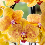 Kolibri Orchids | Niagara Falls orchidee Sunny Bunny met Poppy sierpot peach – Ø12 cm