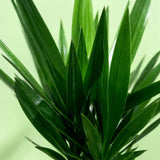 Yucca elephantipes - Palmlelie - 170 cm - Ø27 cm