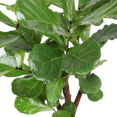 Close-up van de grote, glanzende bladeren van de Ficus Lyrata.