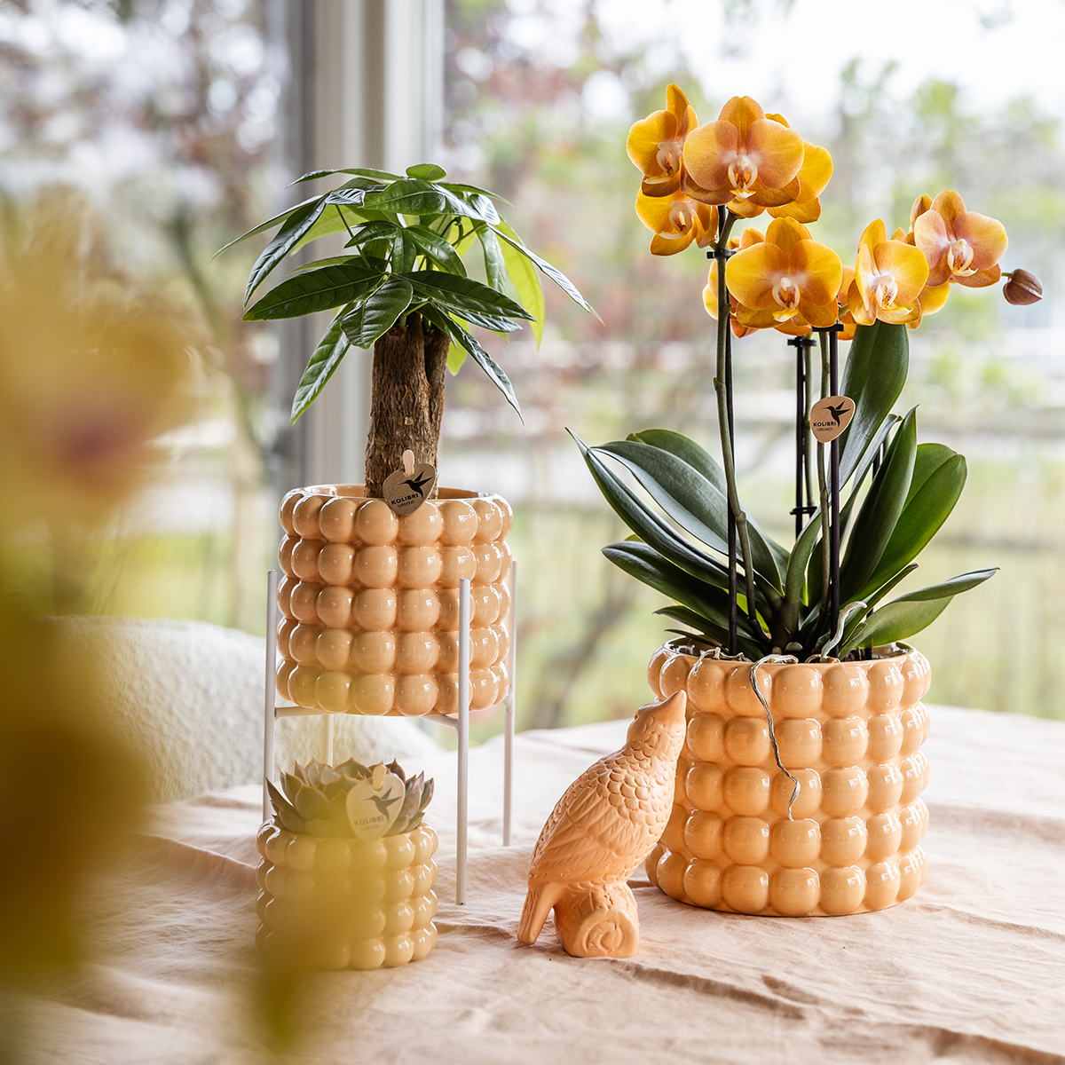 Kolibri Orchids | Niagara Falls orchidee Sunny Bunny met Poppy sierpot peach – Ø12 cm