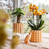 Kolibri Orchids | Niagara Falls orchidee Sunny Bunny met Poppy sierpot peach – Ø12 cm