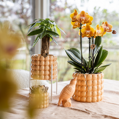 Kolibri Orchids | Niagara Falls orchidee Sunny Bunny met Poppy sierpot peach – Ø12 cm