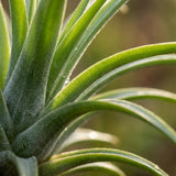 {{ product.title }} | Flora Cadeau