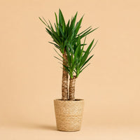 Verpakking — Yucca Elephantipes Palmlelie | 90 cm | Naturel Zeegras Mand | Ø21 cm