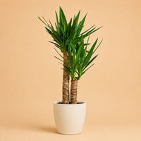 Verpakking — Yucca Elephantipes Palmlelie | 90 cm | Witte Viber Pot | Ø21 cm