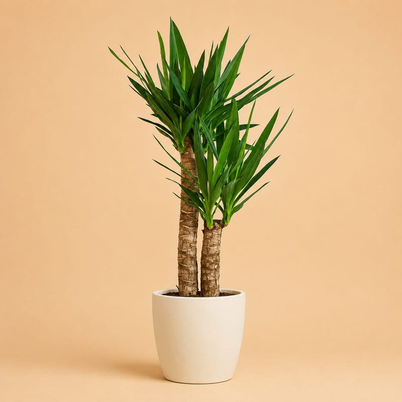 {{ product.title }} | Flora Cadeau