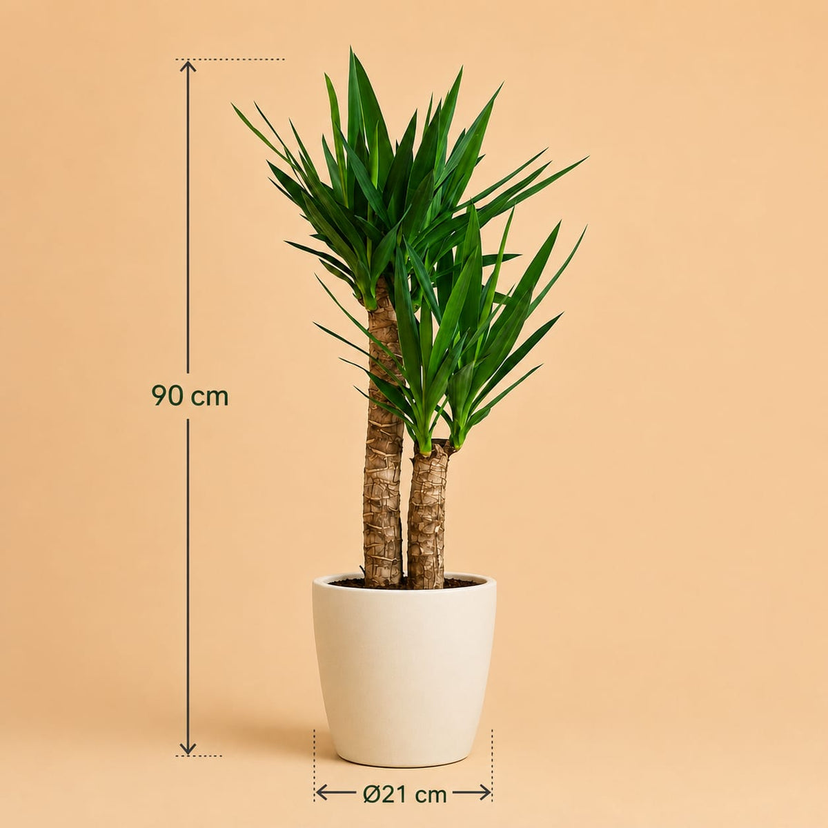{{ product.title }} | Flora Cadeau