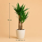 {{ product.title }} | Flora Cadeau