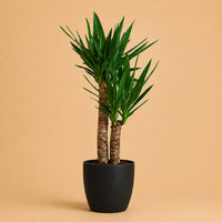Verpakking — Yucca Elephantipes Palmlelie | 90 cm | Zwarte Viber Pot | Ø21 cm